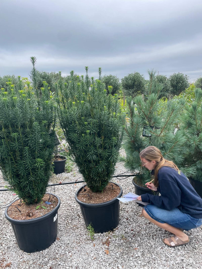 Cephalotaxus Harringtonia Fastigiata 65 Litre Pot