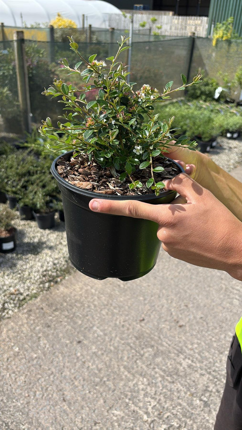 Cotoneaster Coral Beauty 2 Litre Pot