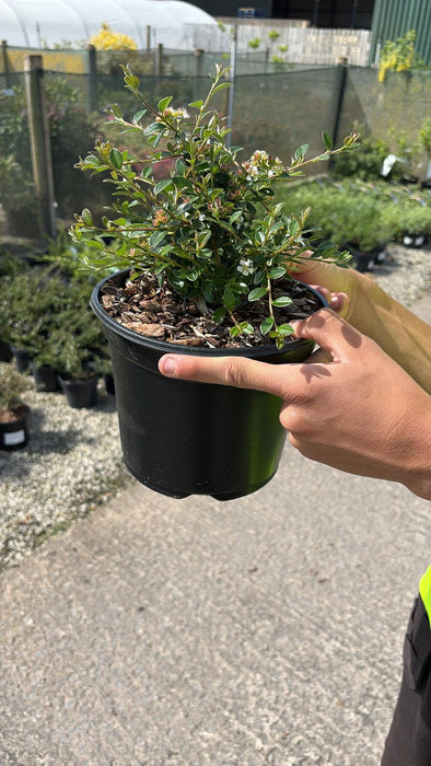 Cotoneaster Coral Beauty 3 Litre Pot