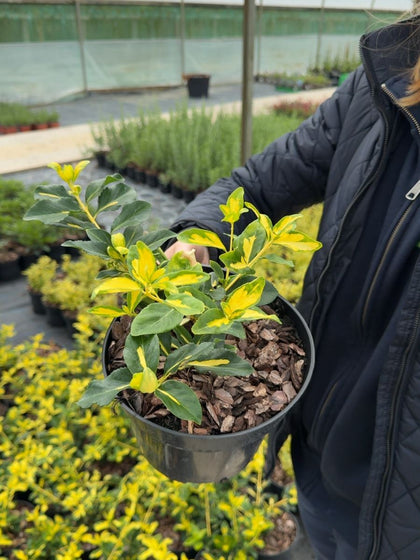 Euonymus fortunei Blondy 3 Litre Pot