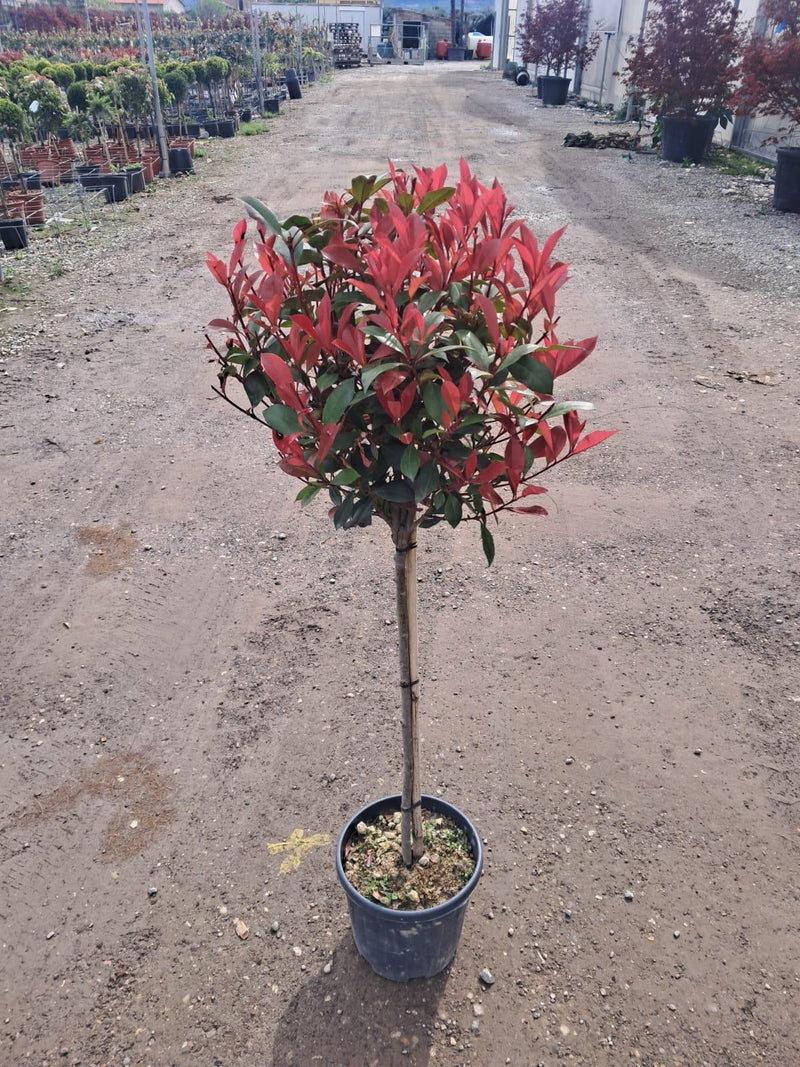 Photinia Robusta Compacta Half Standard 12 Litre Pot