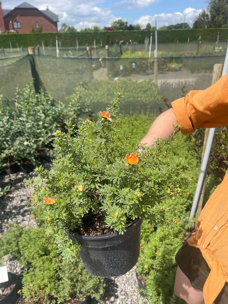 Potentilla Frut. Red Ace 3 Litre Pot