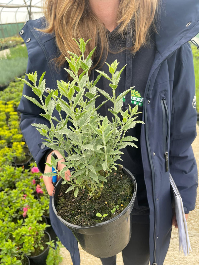 Perovskia Atriplic. Blue Spire 3 Litre Pot