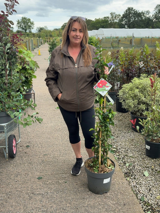 Chaenomeles speciosa Scarlet Storm 12 Litre Pot 100-125cm
