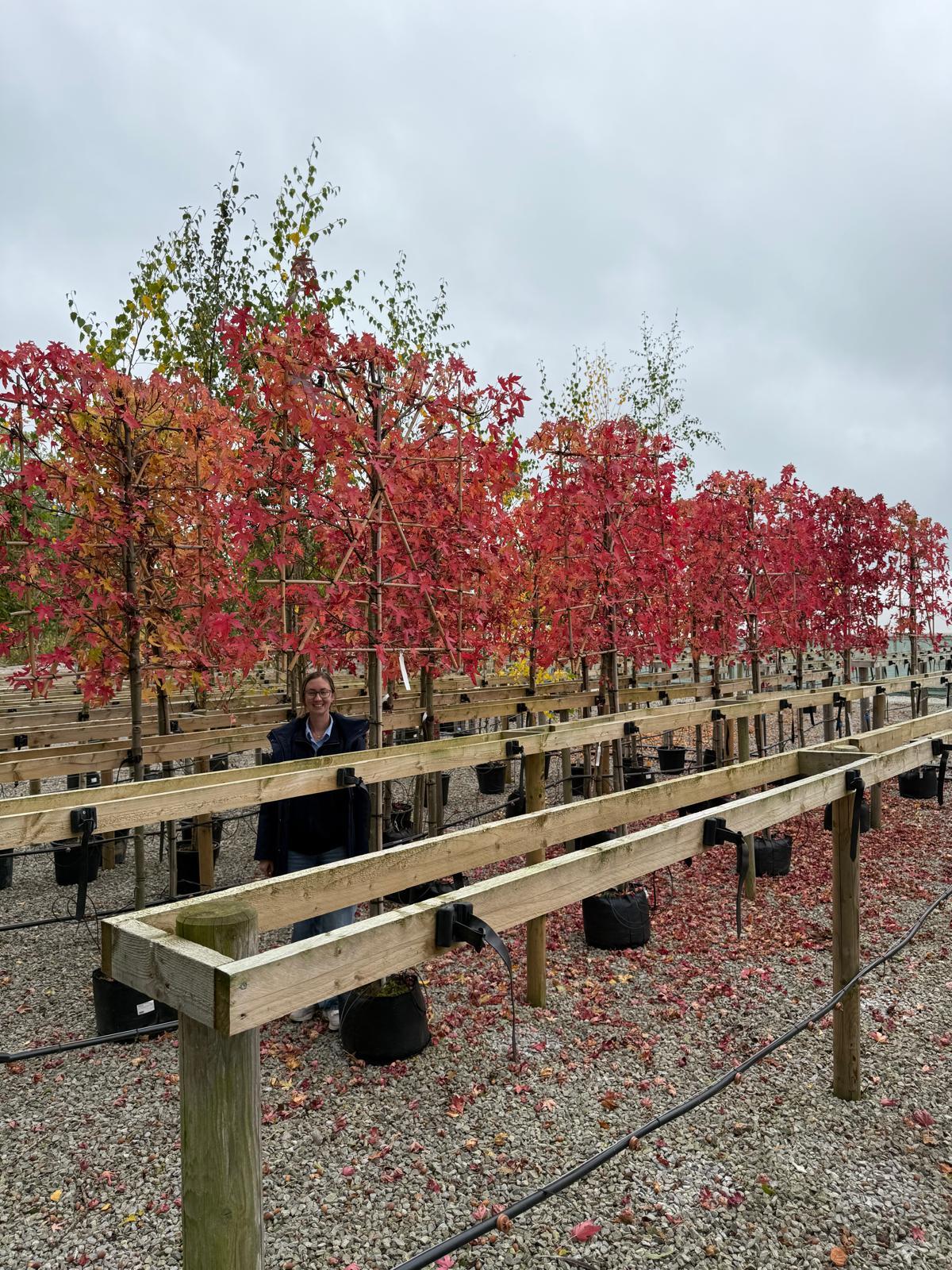 Liquidambar Styraciflua Pleached Standard 150 Stem 8/10 cm Girth 120cm x 140cm Frame