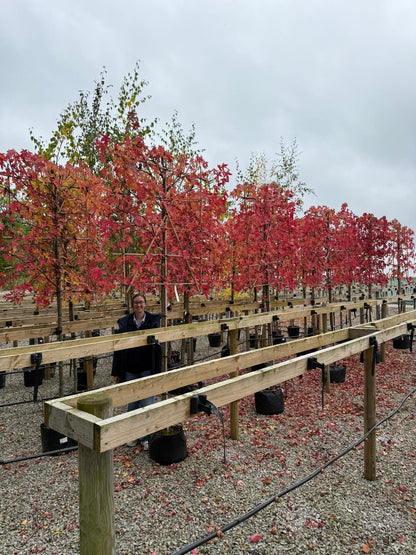 Liquidambar Styraciflua Pleached Standard 150 Stem 8/10 cm Girth 120cm x 140cm Frame