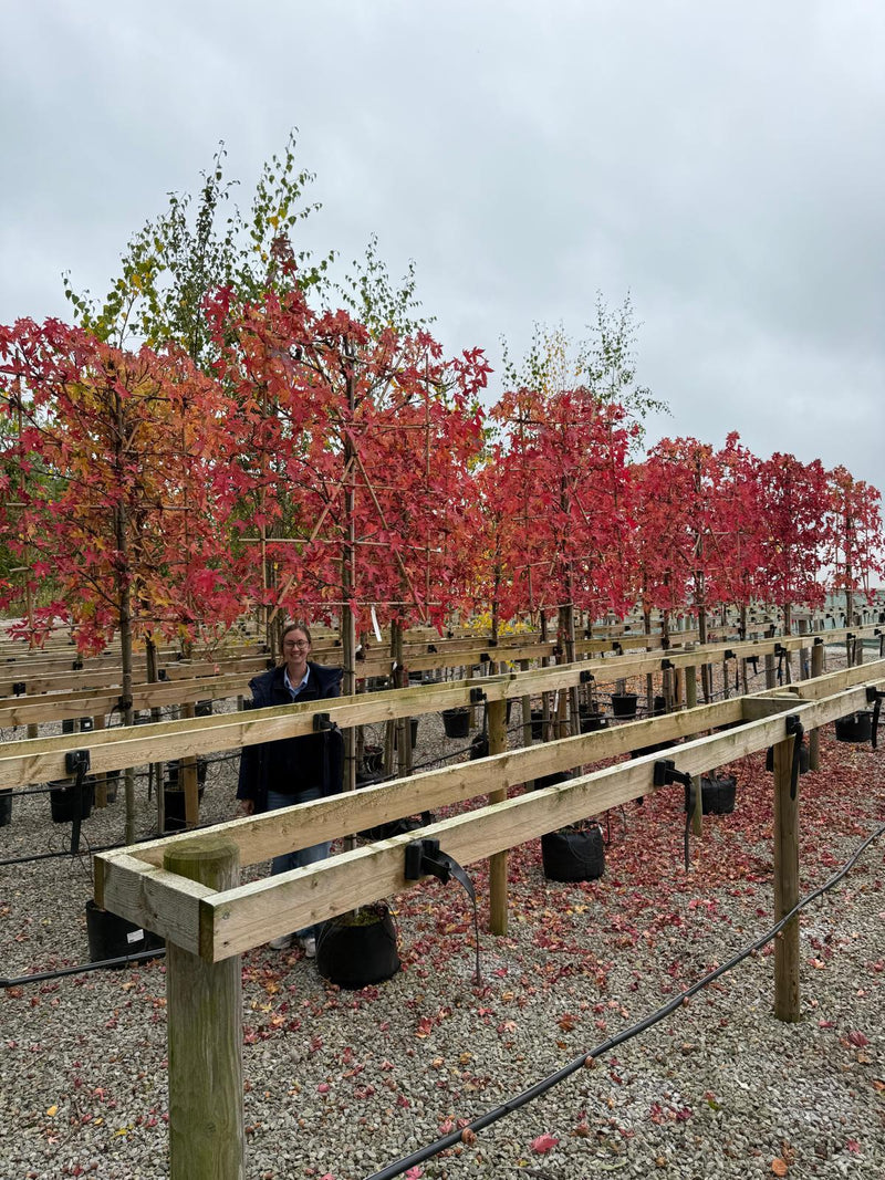 Liquidambar Styraciflua Pleached Standard 150 Stem 8/10 cm Girth 120cm x 140cm Frame