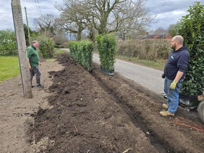 Laurel Hedging, Cherry Laurel Genolia 1.8m x 1m Instant Hedge Unit