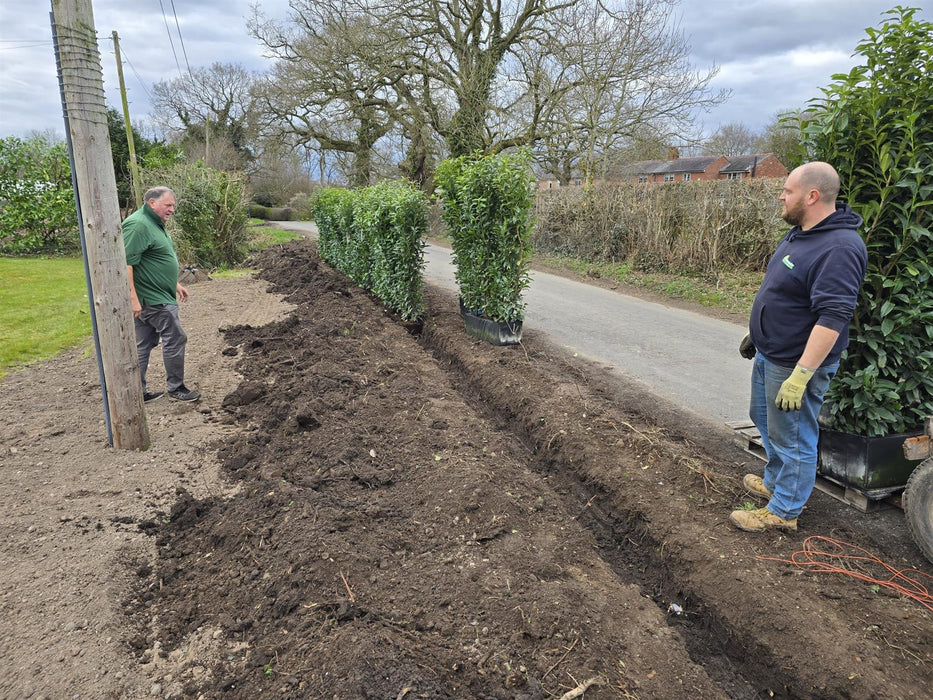 Laurel Hedging, Cherry Laurel Genolia 1.8m x 1m Instant Hedge Unit