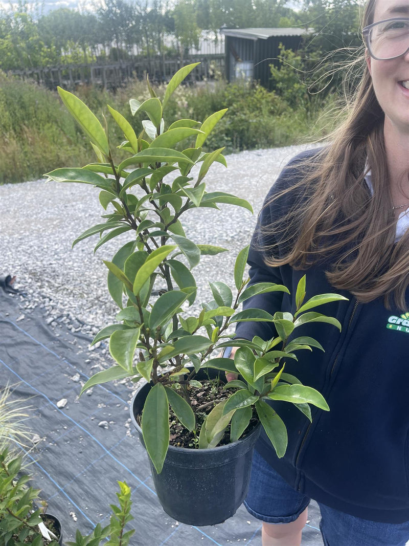 Magnolia Stellar Ruby 3 Litre Pot
