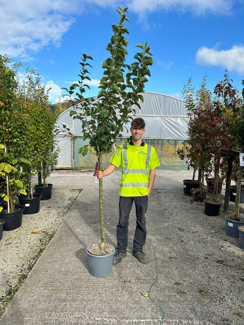 Malus Everest Half Standard 15 Litre Pot