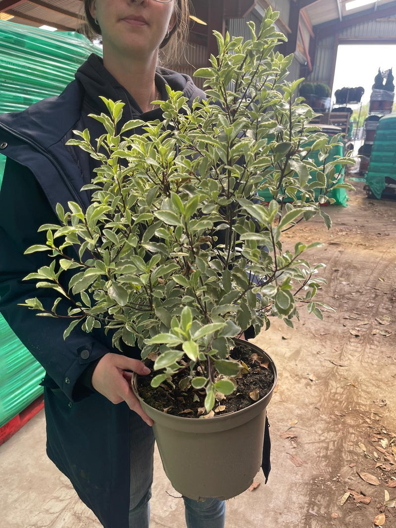 Pittosporum Tenuifolium Silver Queen 5 Litre Pot