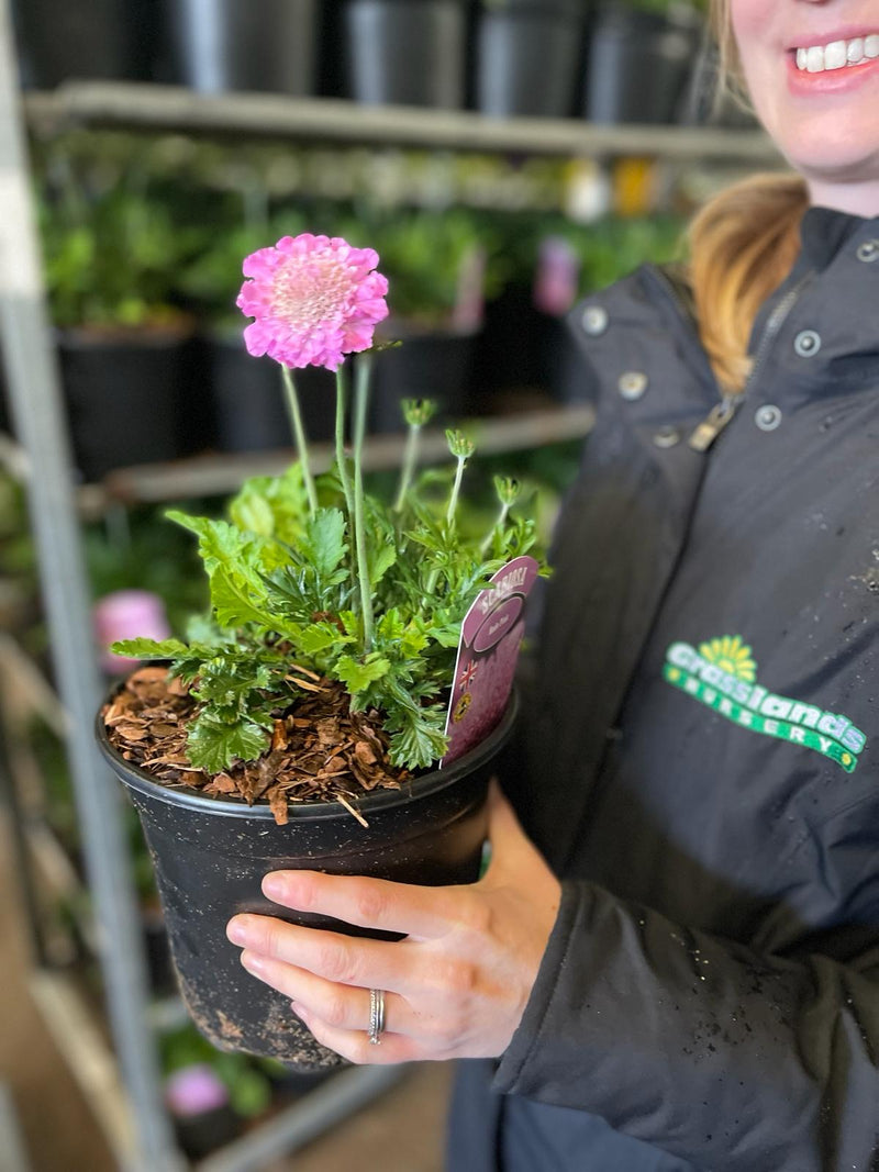 Scabiosa Kudo Pink 3 Litre Pot
