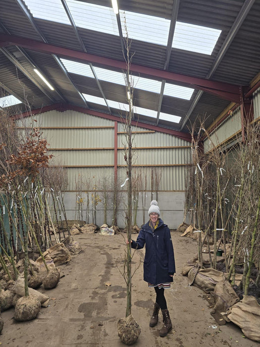Liquidambar sty. Slender Silhouette 8/10cm Girth Root Ball