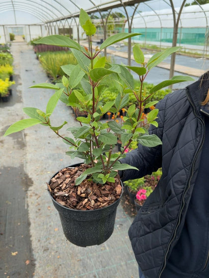 Viburnum tinus 'Spirit' - Laurustinus 3 Litre Pot