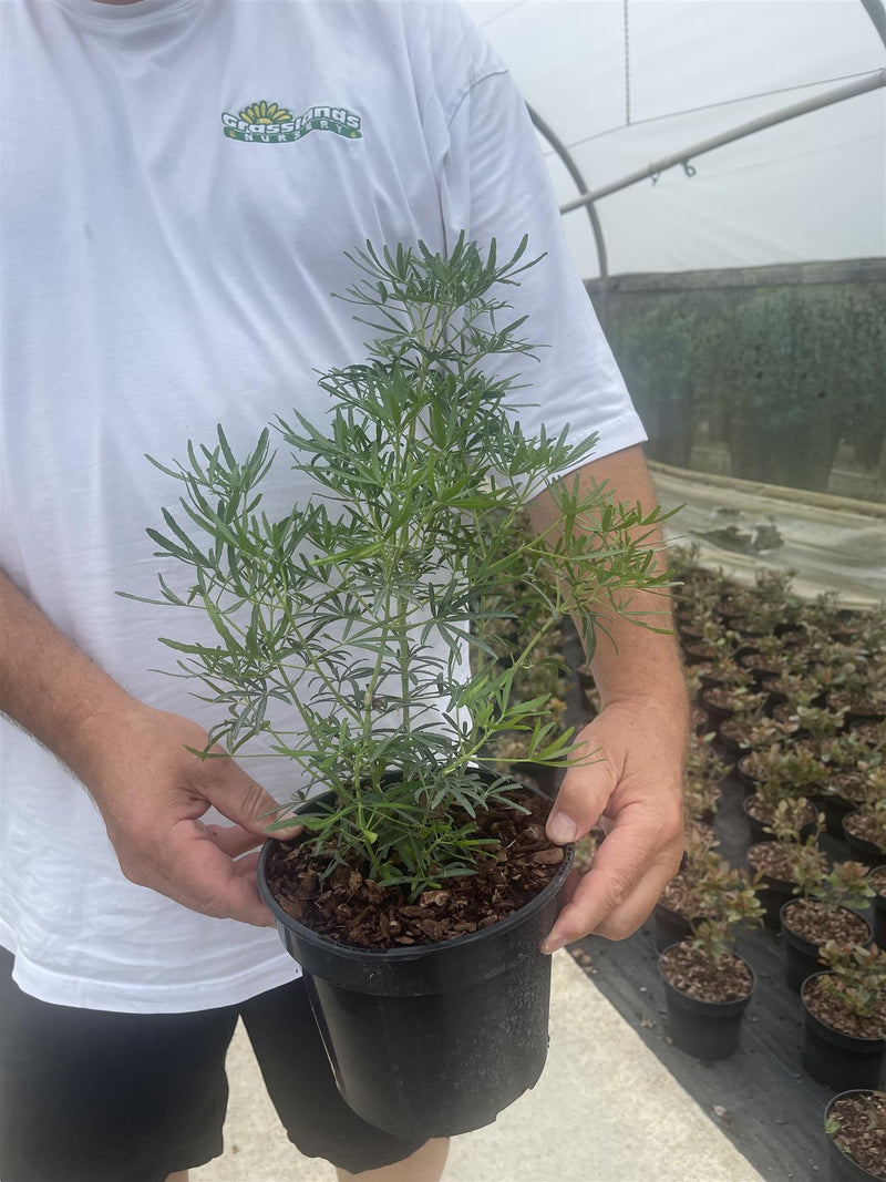 Choisya Ternata White Dazzler 3 Litre Pot