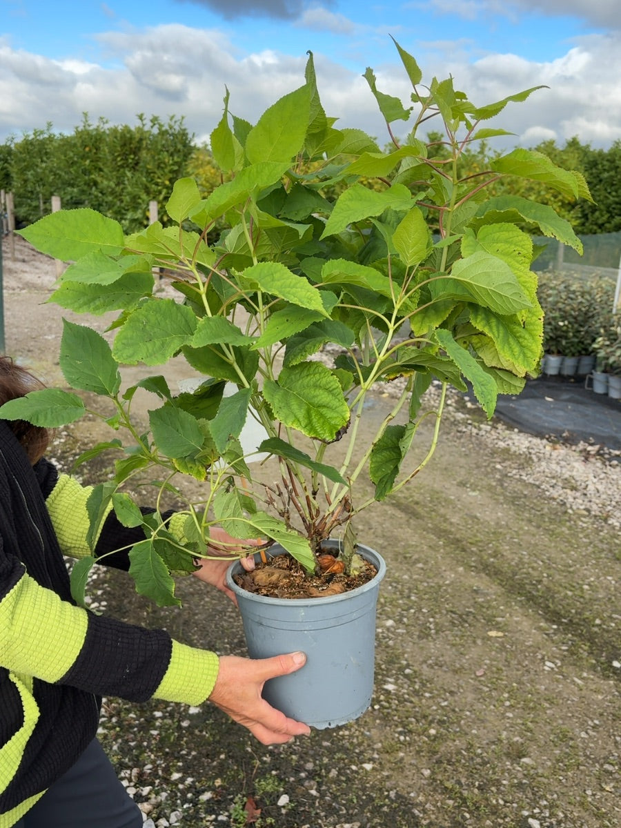 Hydrangea Arborescens Annabelle 4.5 Litre Pot