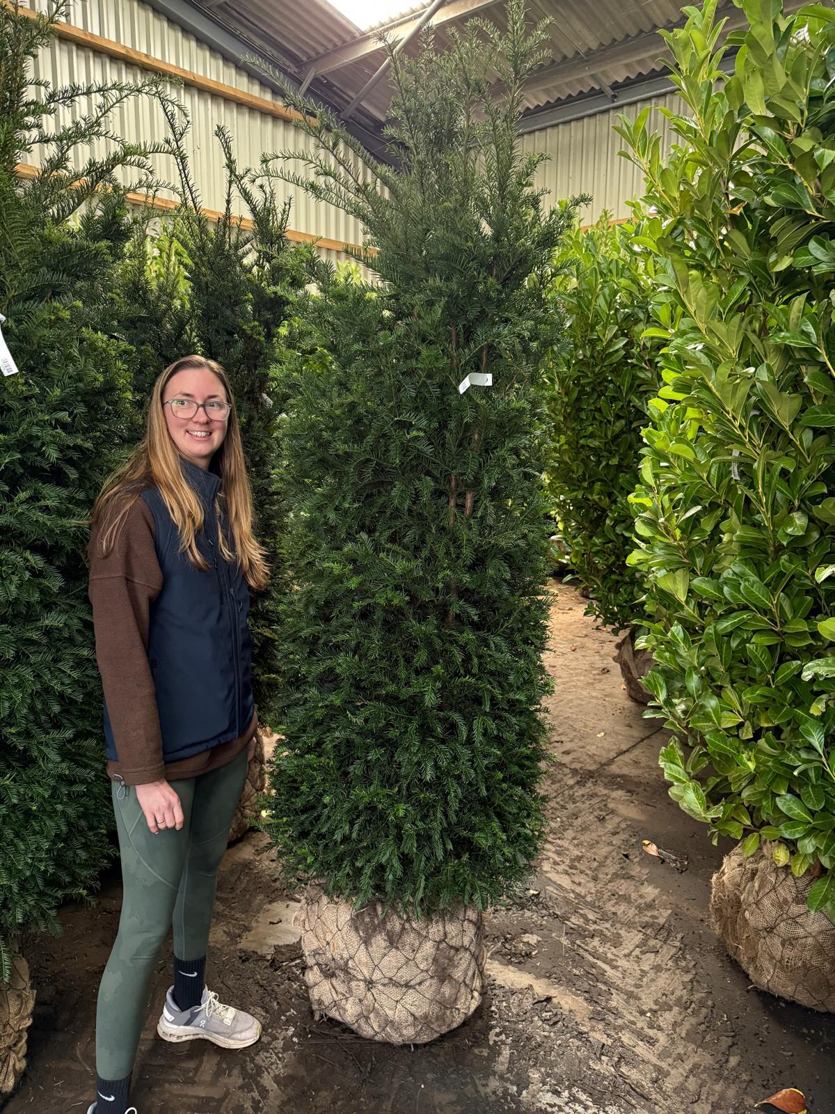 Yew Hedging Instant 190/200cm Wired Root Ball Order For Delivery From October