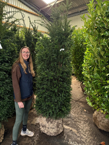 Yew Hedging Instant 190/200cm