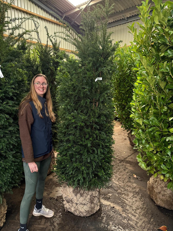 Yew Hedging Instant 190/200cm Wired Root Ball Order For Delivery From October