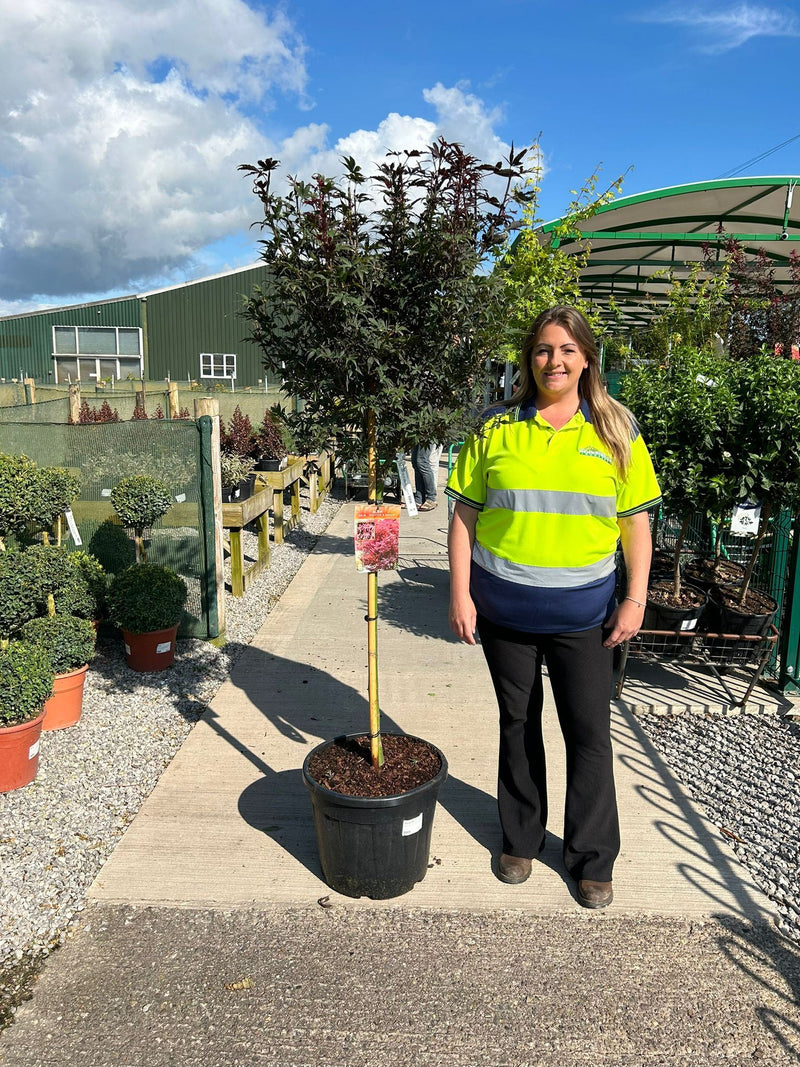 Acer Palmatum Skeeters Broom 35 Litre Pot 3/4 Standard.