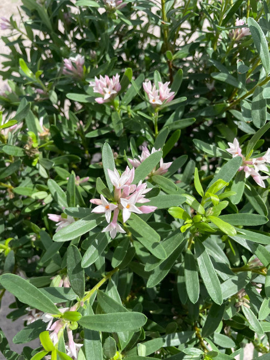 Daphne Transatlantica Pink Fragrance 20 Litre Pot 50-60cm