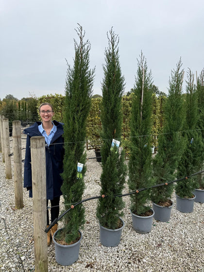 Cupressus Semp. Garda 15 Litre Pot 150/175cm