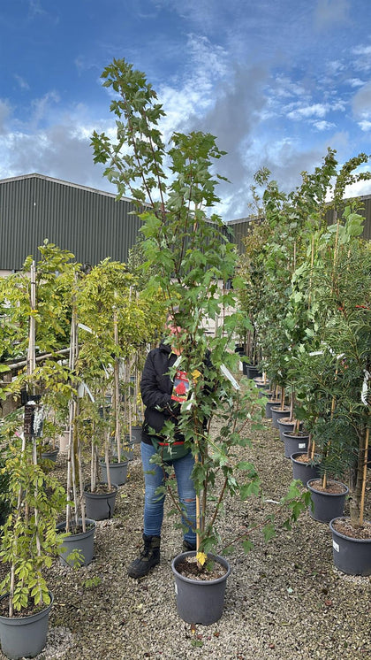 Acer Rubrum Redpointe 15 Litre Pot