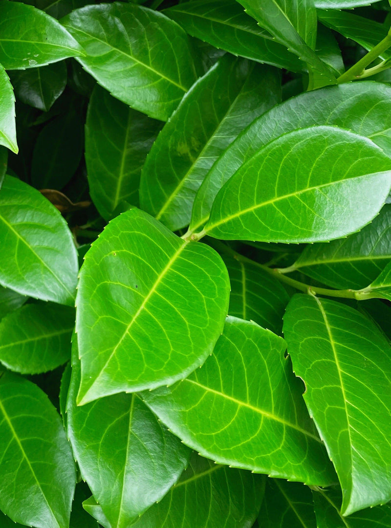 Laurel Hedging, Cherry Laurels 5 Litre Pot 80/90cm