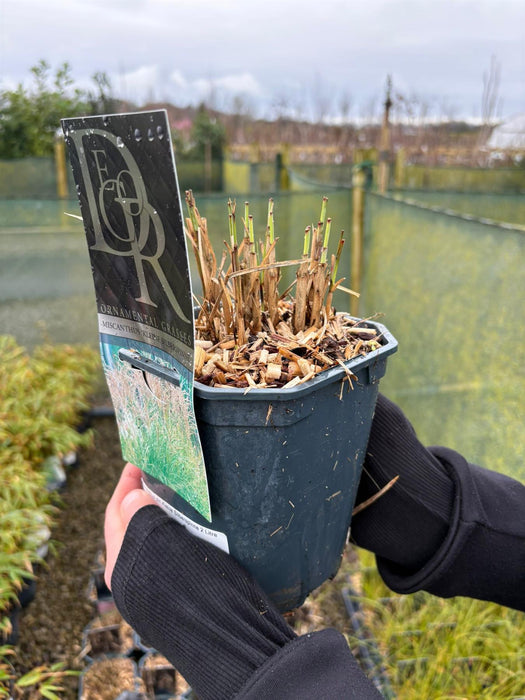 Miscanthus sin Kleine Silberspinne 2 Litre Pot