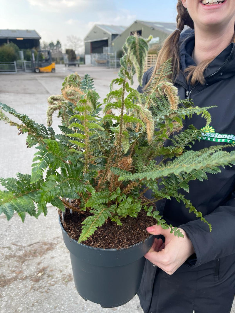 Polystichum Polyblepharum Jade 5 Litre Pot
