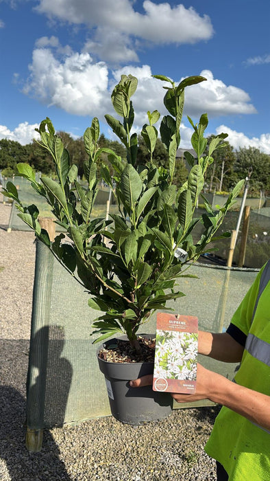 Magnolia Stellata 4 Litre Pot 40/60cm