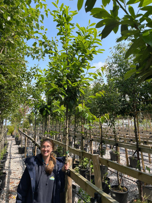 Prunus laur. Novita Cherry Laurel 150 Stem Standard 8/10cm Rootballed