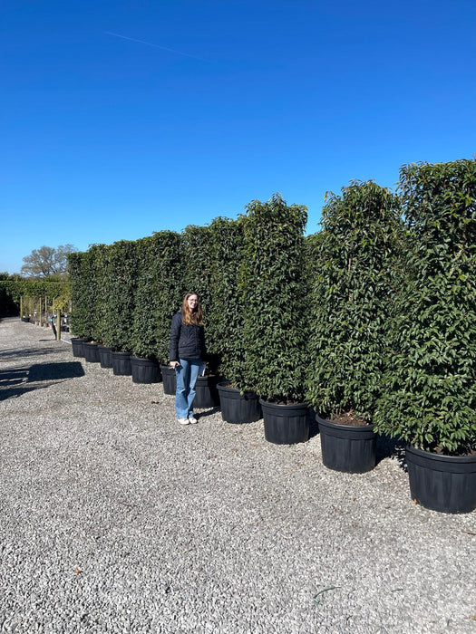 Portuguese Laurel Instant Hedging 225/240cm Order For June