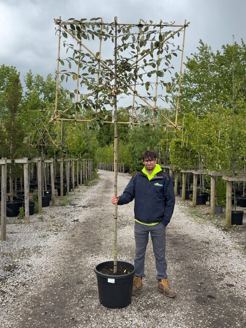 Elaeagnus Ebbingei Pleached Std 8/10cm Girth 180cm Stem 120 Tall x150cm Wide Ready June