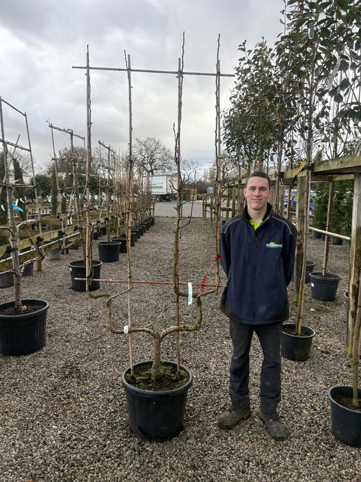 Pear Beurre Hardy 50 Litre Pot Double U Frame