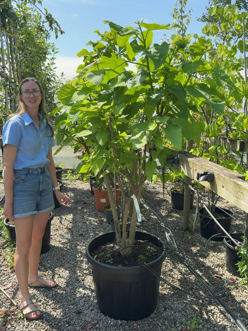 Catalpa Bignonioides Multi Stem Seconds