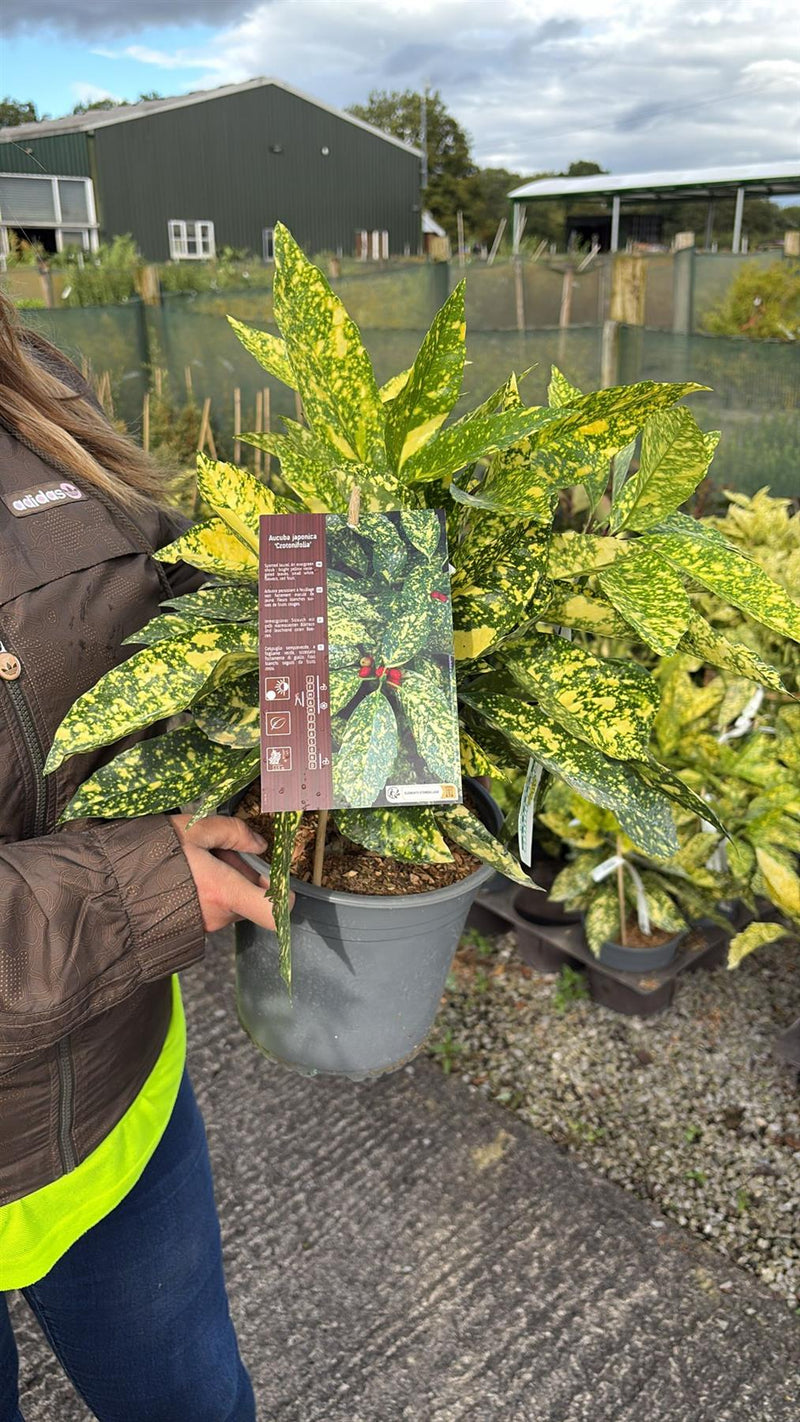 Aucuba Japonica Crotonifolia 4.5 Litre Pot