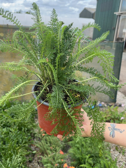 Achillea Cerise Queen 2 Litre Pot