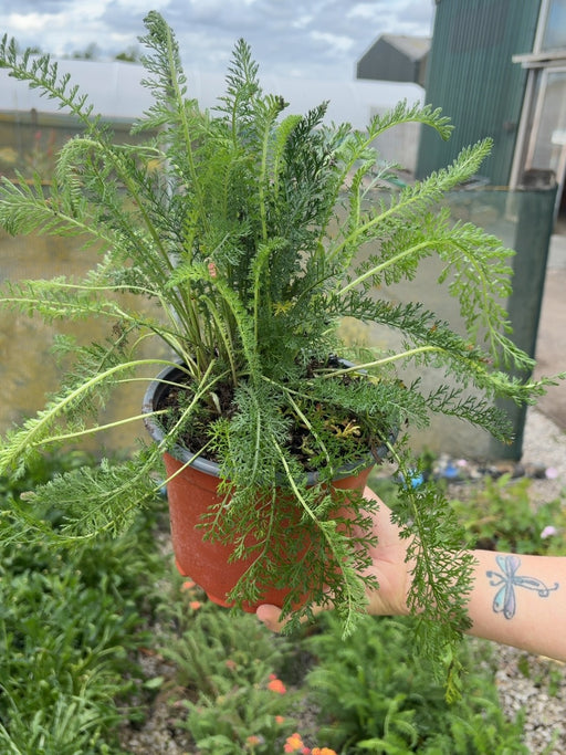 Achillea Cerise Queen 2 Litre Pot