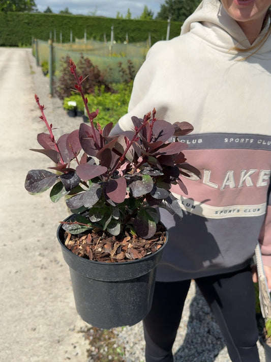 Berberis ottawensis 'Superba' - Purple Barberry 3 Litre Pot