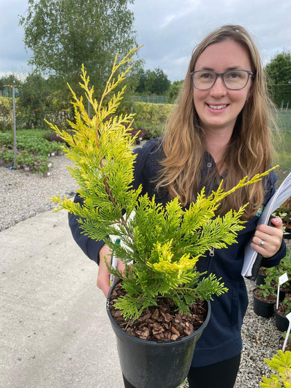 Cupressus Leylandii Gold Rider 3 Litre Pot