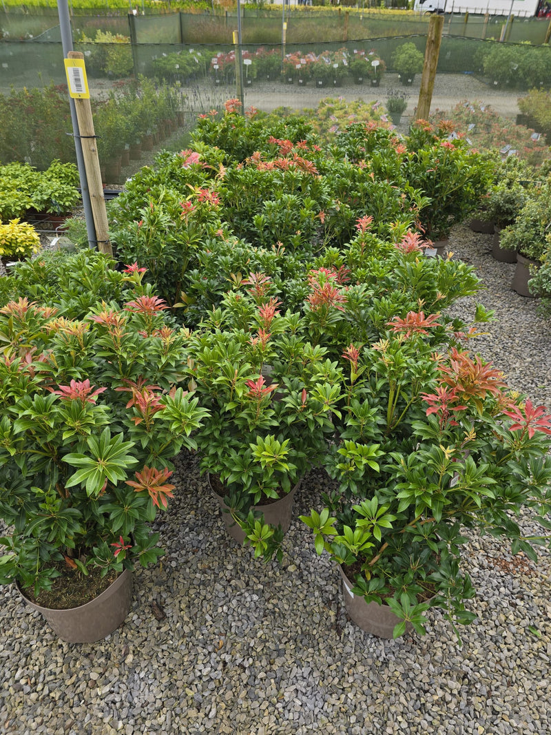 Pieris Japonica Mountain Fire 10 Litre Pot