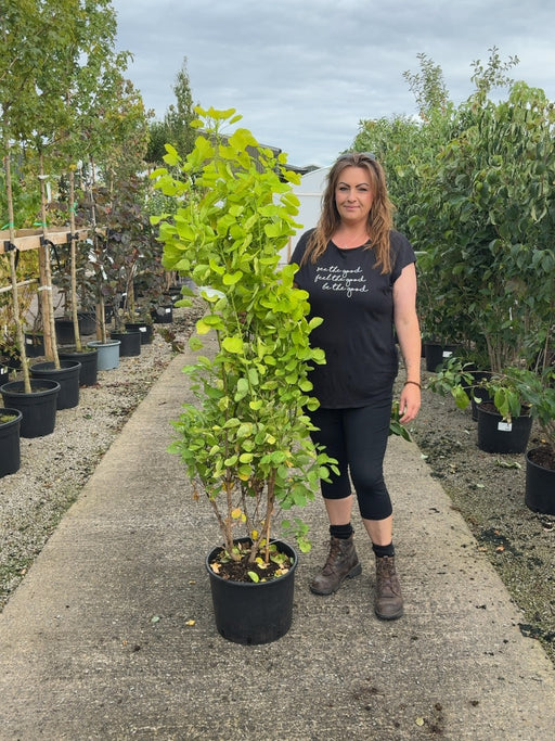 Cotinus Golden Spirit 20 Litre Pot 125/150cm