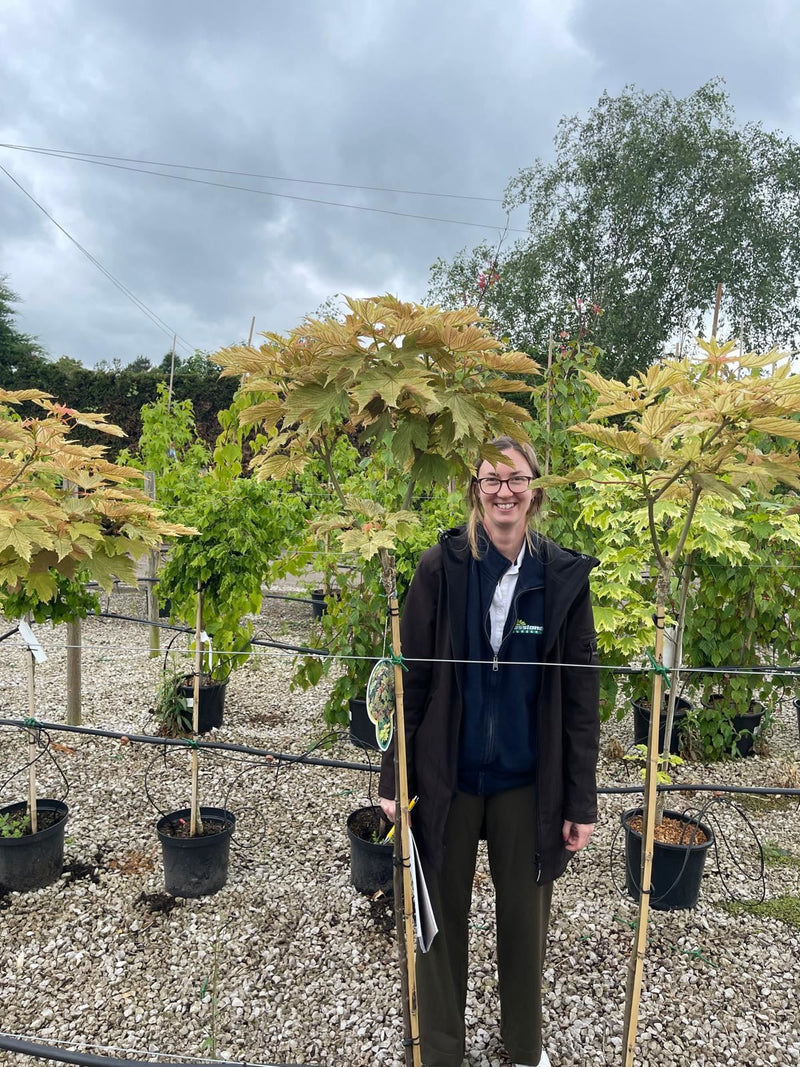 Acer ps.Prinz Handjery 15 Litre 1/2 Standard