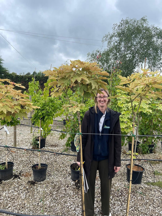Acer ps.Prinz Handjery 7.5 Litre 1/2 Standard