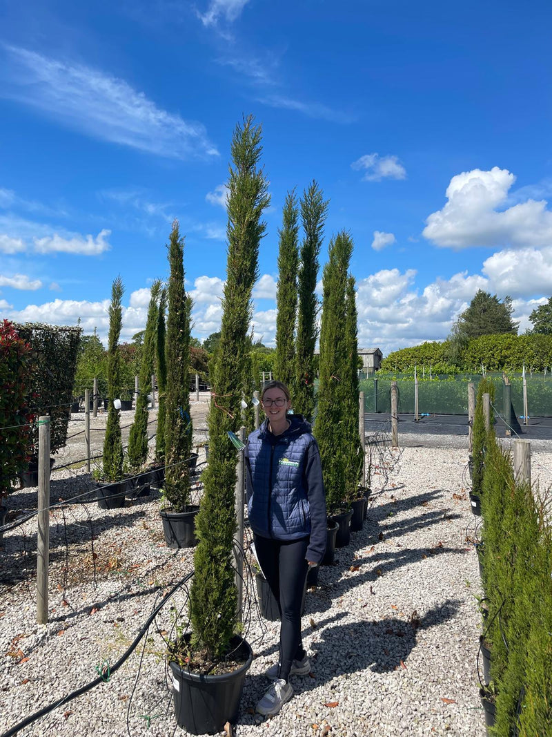 Cupressus sempervirens Pyramidalis 30 Litre Pot 200/250