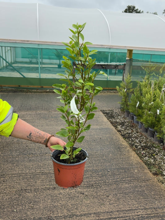 Griselinia Litorialis 2 Litre Pot