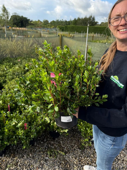 Azalea Japonica Toreador 5 Litre Pot