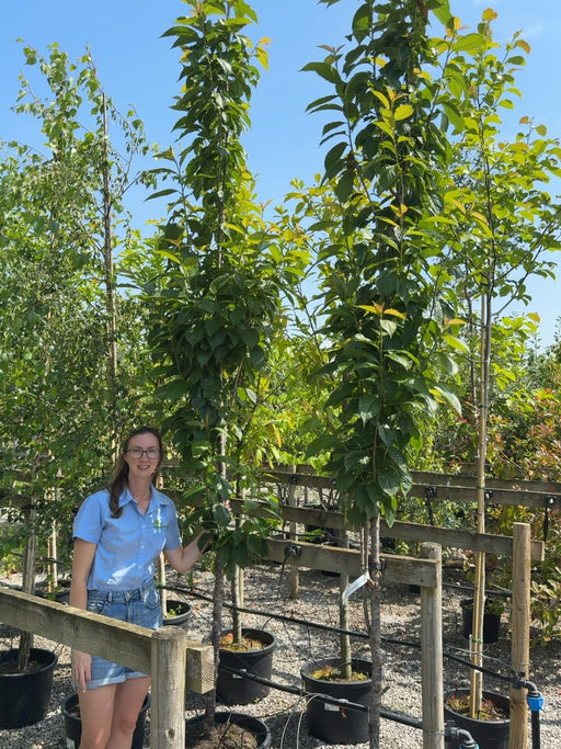 Prunus Serrulata Amanogawa 35 Litre Seconds